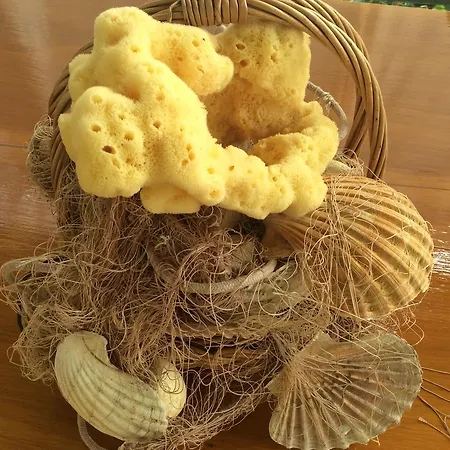 Agard Brodarica (Sibenik-Knin)